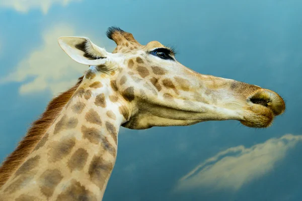 African giraffe exotic animal