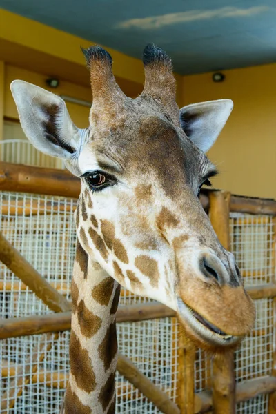 African giraffe exotic animal