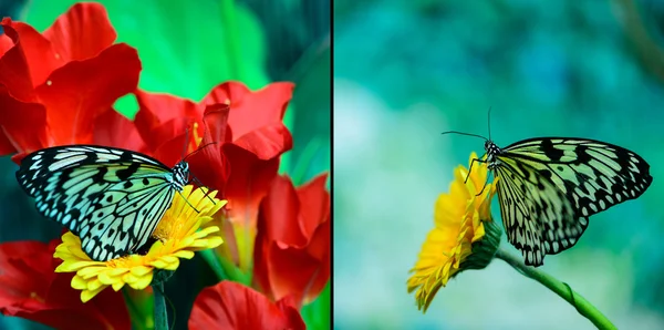 Two beautiful insect butterfly