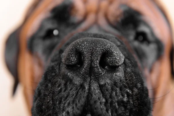 Big nose of dog