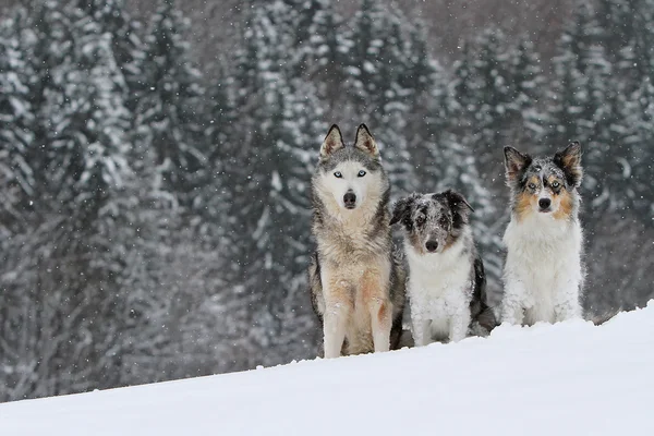 Three beautiful dogs in snowy landscape