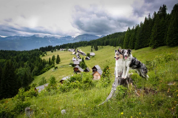 Two border collie dogs in mountain pasture Zajamniki in Slovenia