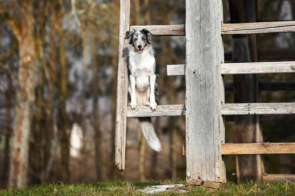 Blue merle border collie dog doing trick