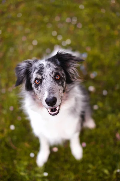 Blue merle border collie smiling