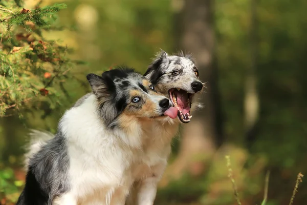 Funny border collie dogs giving a kiss