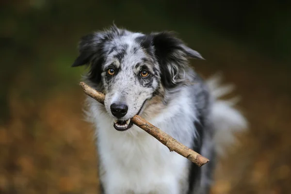 Border collie dog holding a stick