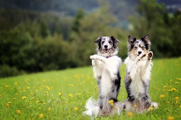Two border collie dogs doing trick