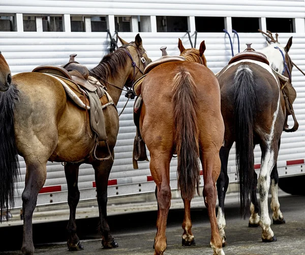 Horses tied to a Horse Trailer