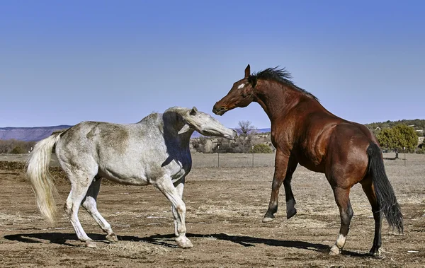 Horses Fighting and Rearing up