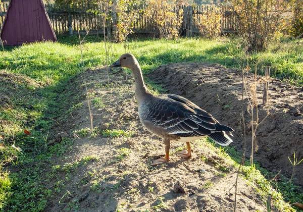 Gray goose on the garden