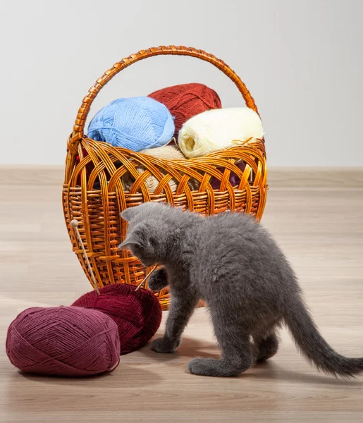Woolen yarn and little kitten