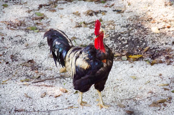 Cockerel with golden feathers. Rooster walking outdoors.