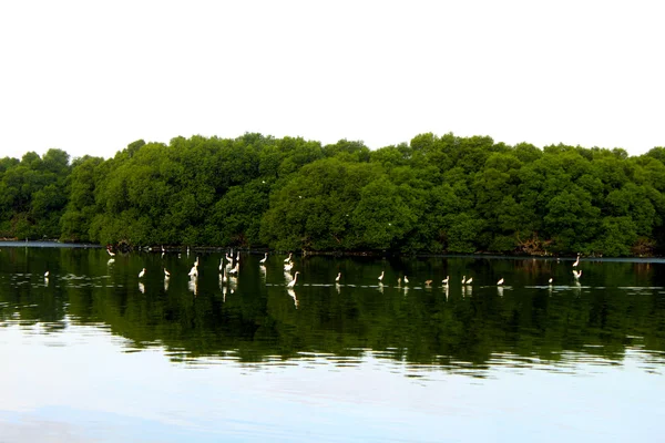 Mangroves in Birds Haven at Coastal