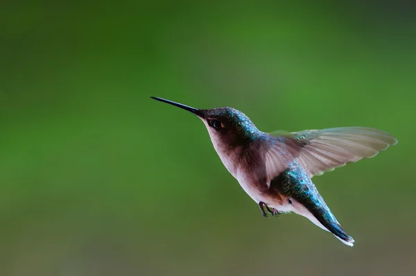 Hummingbird flying nature
