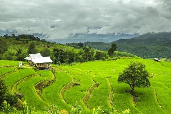 Rice fields ,landscape terraced agriculture of Ban Pa Pong Pieng