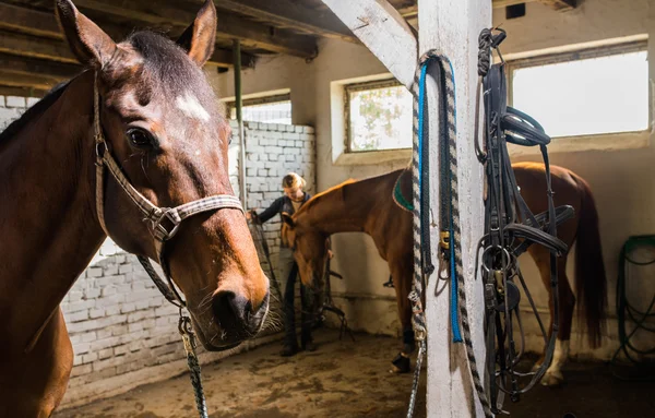 Brown horses in the stable