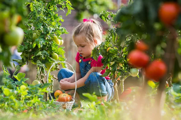 Lttle girl collecting crop  tomatoes in garden