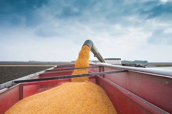 Corn harvest