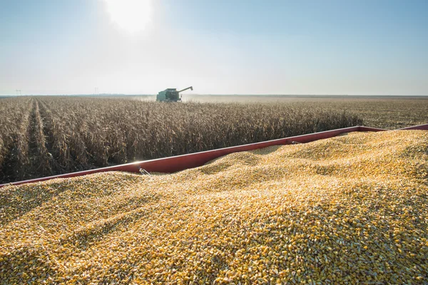 Corn harvest