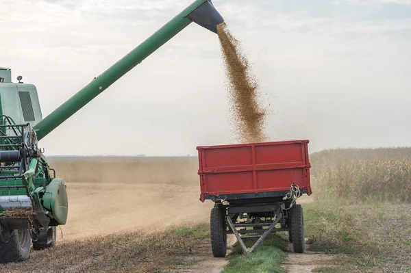 Harvesting of soybean