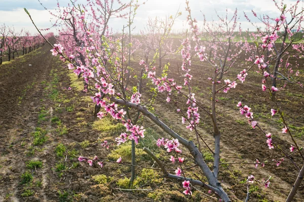 Blooming peach orchard