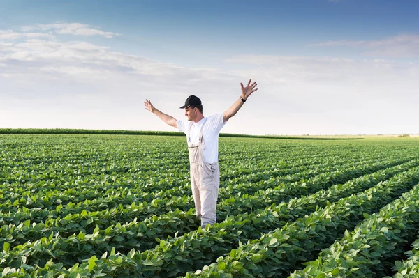 Farmer in soybean fields