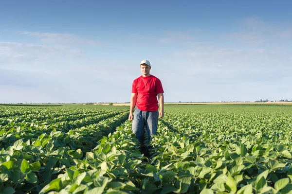 Farmer in soybean fields