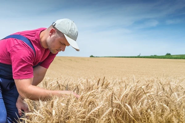Farmer in wheat fields