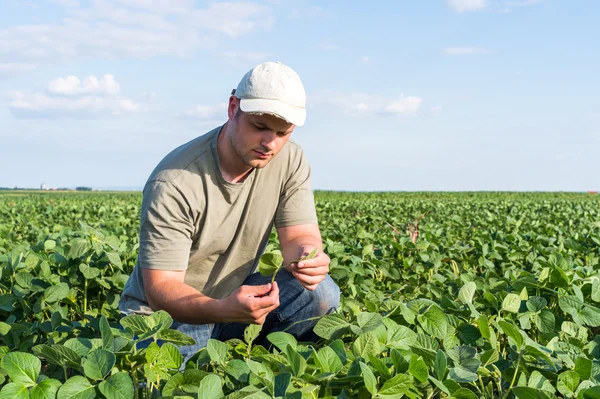 Farmer in soybean fields