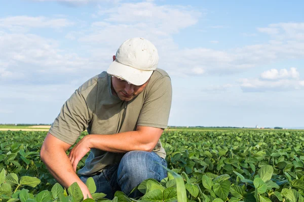 Farmer in soybean fields