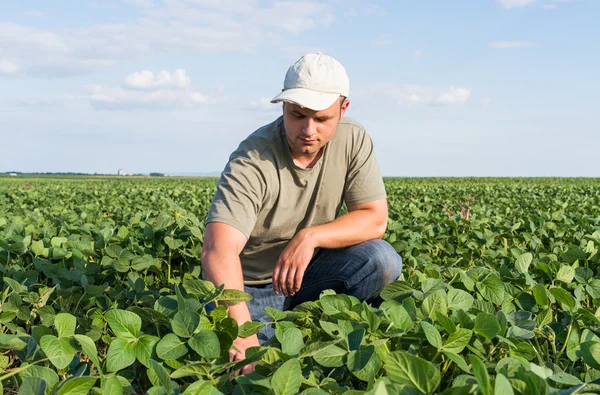 Farmer in soybean fields