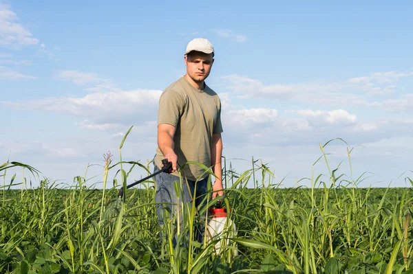 Spraying soybean field