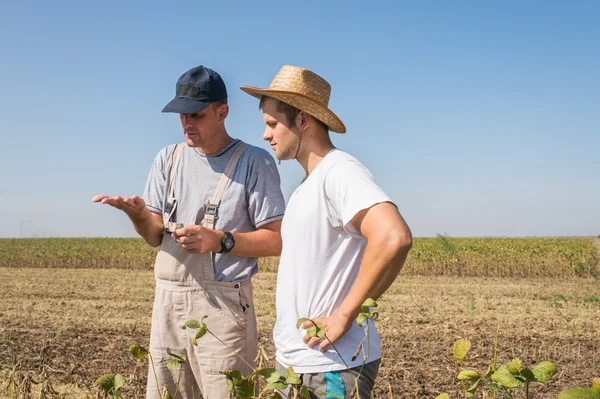 Farmers in soybean fields