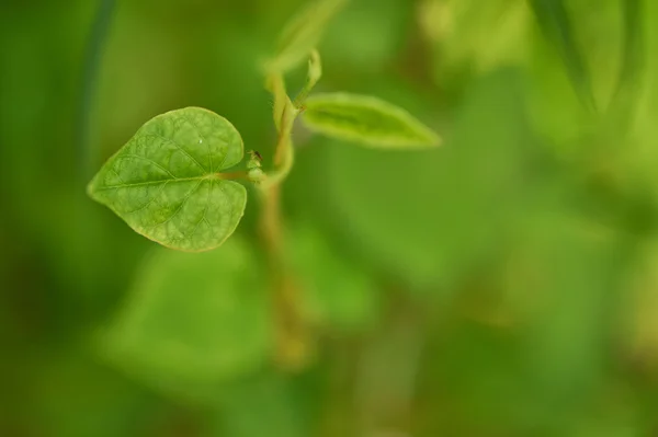 Green fresh sheet of young escape