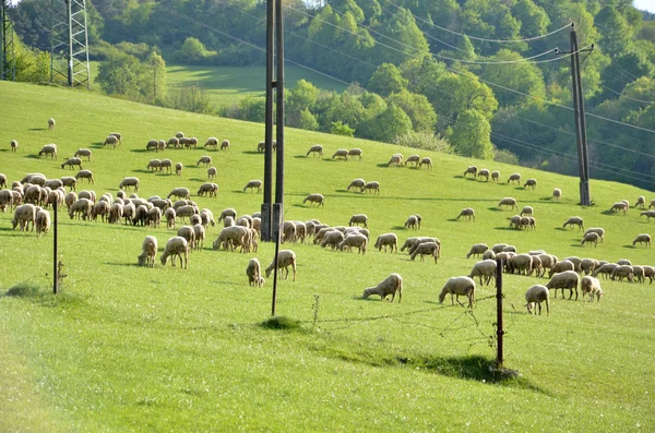 Flock of sheeps feed on grass on green meadow next to electric pillar