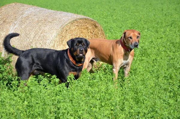 Brown ridgeback and black rottweiler stand on green field next to roll of straw