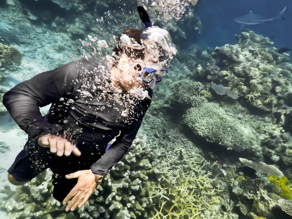 Snorkeller startled by passing shark