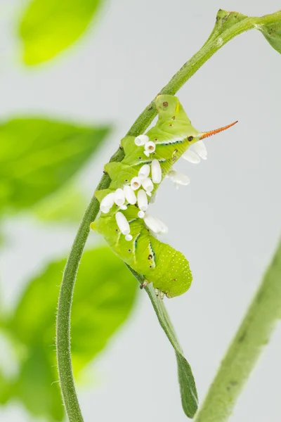 Parasitic wasp cocoons on hornworm