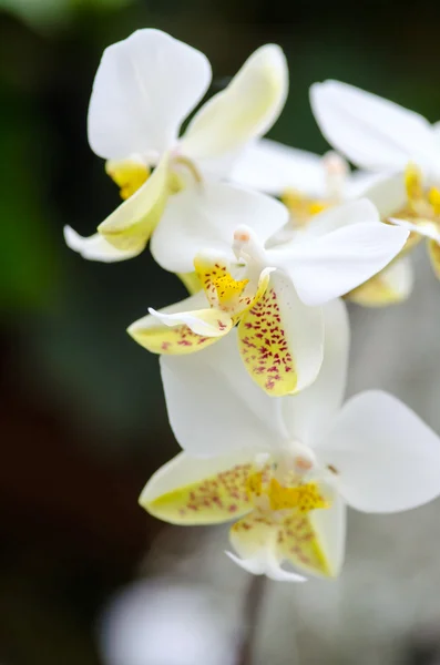 Close-up of white yellow orchid. Bouquet of flowers orchids.