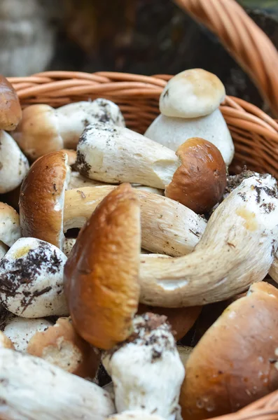 Basket full of different mushrooms isolated on a white background