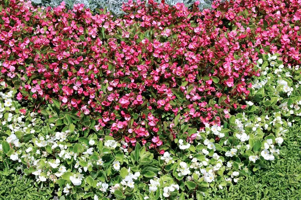 Pink and white flowers tuberous begonias on the flowerbed