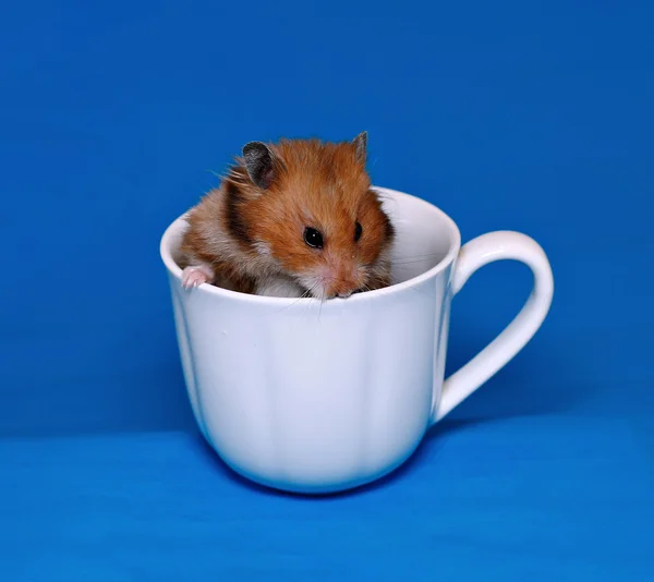 Cute brown hamster scared in a white porcelain cup