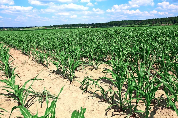 Young corn seedlings in the field