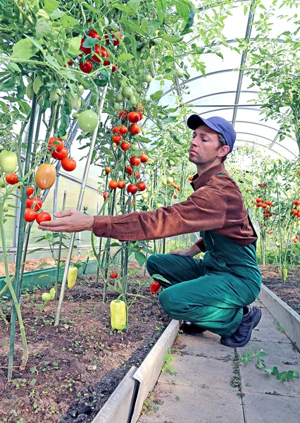 Worker processing the tomatoes bushes in the greenhouse