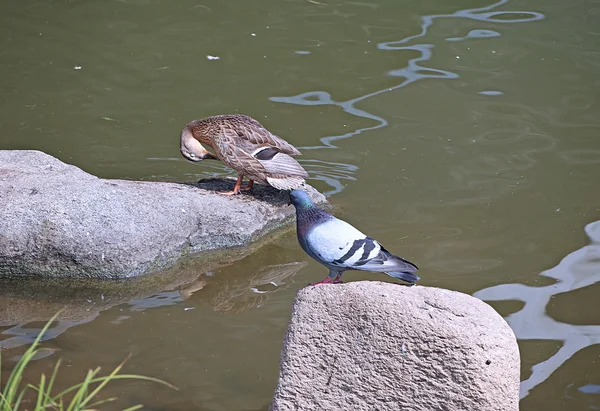 Duck cleans feathers