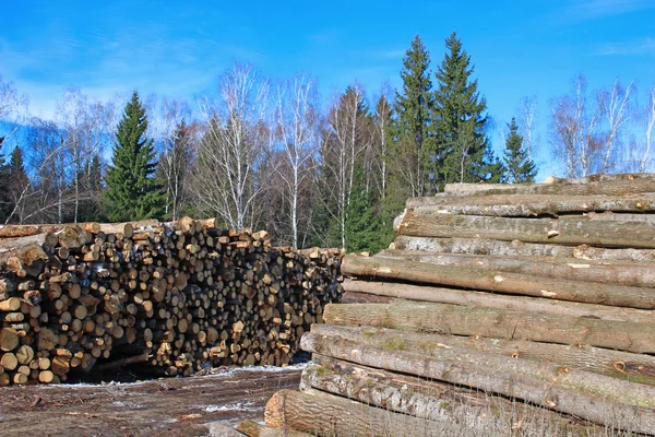 Harvesting timber logs in a forest in winter