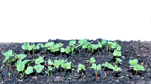 Young seedlings of radishes closeup isolated