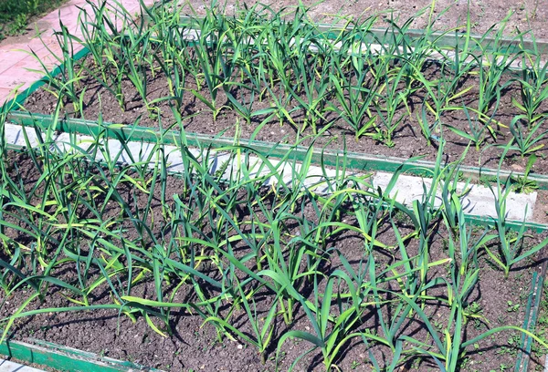 Vegetable beds for growing garlic