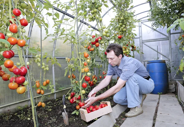 A worker harvests of red ripe tomatoes in a greenhouse
