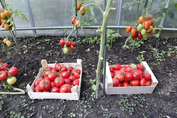 Harvest red ripe tomatoes in wooden boxes